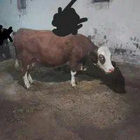 گاو سیمتال آبستن سنگین نمونه از هر لحاظ|حیوانات مزرعه|نقده, |دیوار