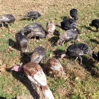 فروش بوقلمون و غاز|حیوانات مزرعه|پیرانشهر, |دیوار