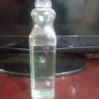 ماهی زیرا نروماده. با فایتر ماده