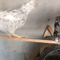 مرغ گلین