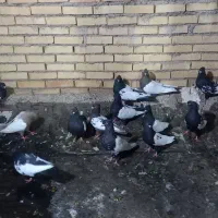 کبوتر رنگی دوری|پرنده|اهواز, زرگان|دیوار