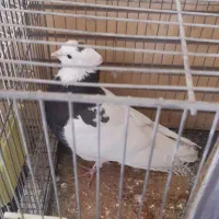 طوقی|پرنده|مشهد, سید رضی|دیوار