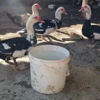 سلام اردک خارجی سرحال وسالم تمیز اورگانیک|حیوانات مزرعه|مینودشت, |دیوار