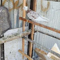 کفتر شازده هما سرور