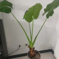 خانه مسکونی 50متر دربستی