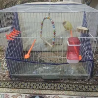 طوطی کوتوله