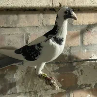 کفتر گرفتنی هر ۳تا با هم هستن