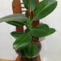 گل خونه گوچک  ۵۰تو ۱۰۰ت