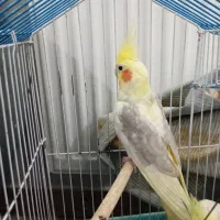 عروس هلندی با قفس