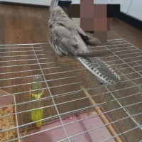 عروس هلندی|پرنده|ازنا, |دیوار