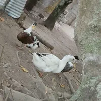 مرغ جوجه