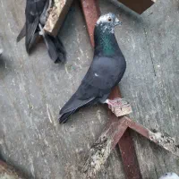 کفترپرشی تهرانی شهرستانی پلاکی