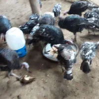 فروش تعدادی بوقلون