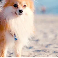 واگذاری پت خونگی تحت شرایط توافقی