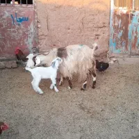 میش زاید و بز زایده و میش ابستن|حیوانات مزرعه|نیشابور, شهرآرا|دیوار