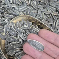 پخش تخمه و بادام زمینی