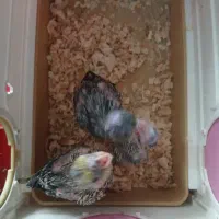 عروس هلندی|پرنده|تهران, میدان میوه و تره‌بار مرکزی|دیوار