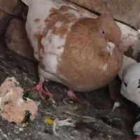 کبوتر|پرنده|گرمی, |دیوار