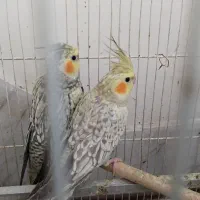 فروش عروس هلندی|پرنده|مشهد, چهارچشمه|دیوار