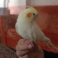 عروس هلندی لیمو گمشده  چهارمردان