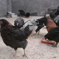 29 قطعه نیمچه مرغ جهادی بالای سه ماهه 150|حیوانات مزرعه|اصفهان, حصه شمالی|دیوار