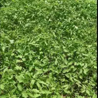 نشا گوجه فرنگی