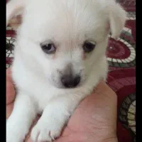 پامر2/5ساله تربیت شده جفت خورده واگذاری|سگ|زنجان, |دیوار