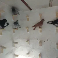 جوجه شغلاشده همه پریدنی بادوالی سه تایی نرکار