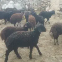 ۲۰راس نر و یک راس ماده