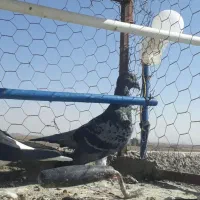 دستبند کفتر