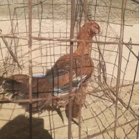مرغ ‌و خروس لاری و اوشامو