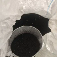 بذر پیاز مینروا