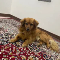 سگ پاکوتاه|سگ|یزد, |دیوار