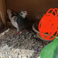 کفتر گمشده ماده