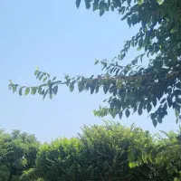 ی قطعه طلا پیدا شده