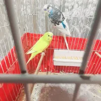 یه جفت مرغ عشق زیبا