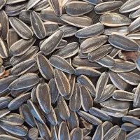 خرید و فروش تخمه افتاب و کدو|خوردنی و آشامیدنی|محمدبار, |دیوار