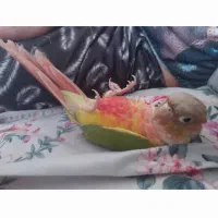 گرینچیک مولد|پرنده|کرج, کرج نو|دیوار