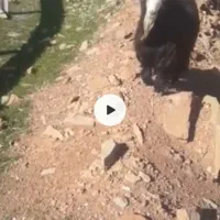 یک عدد بعده