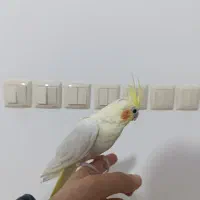 عروس هلندی لوتینو ماده|پرنده|قم, انسجام|دیوار