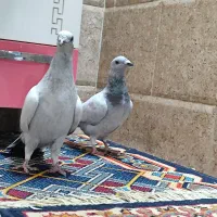 سرگرمی و فراغت|پرنده|زرین دشت (فارس), |دیوار