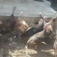 بوقلمون