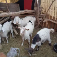 ۲راس بز با دوبزغاله ماده|حیوانات مزرعه|تربتحیدریه, جانبازان|دیوار