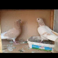 کفتر جفت نر ماده عتیقه پرشی