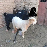 گوسفند بز فروش|حیوانات مزرعه|بیرجند, |دیوار