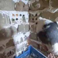 کبوتر فروشی