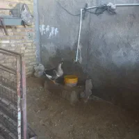 بوقلمون وغاز|حیوانات مزرعه|تربتحیدریه, پایانه مسافربری تربت حیدریه|دیوار