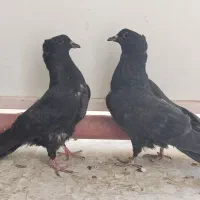غلاغ آفتاب ندیده