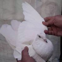 ۵ عدد کفتر کار درست|پرنده|تهران, افسریه شمالی|دیوار