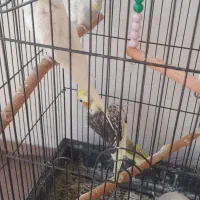 مرغ عشق وعروس هلندی